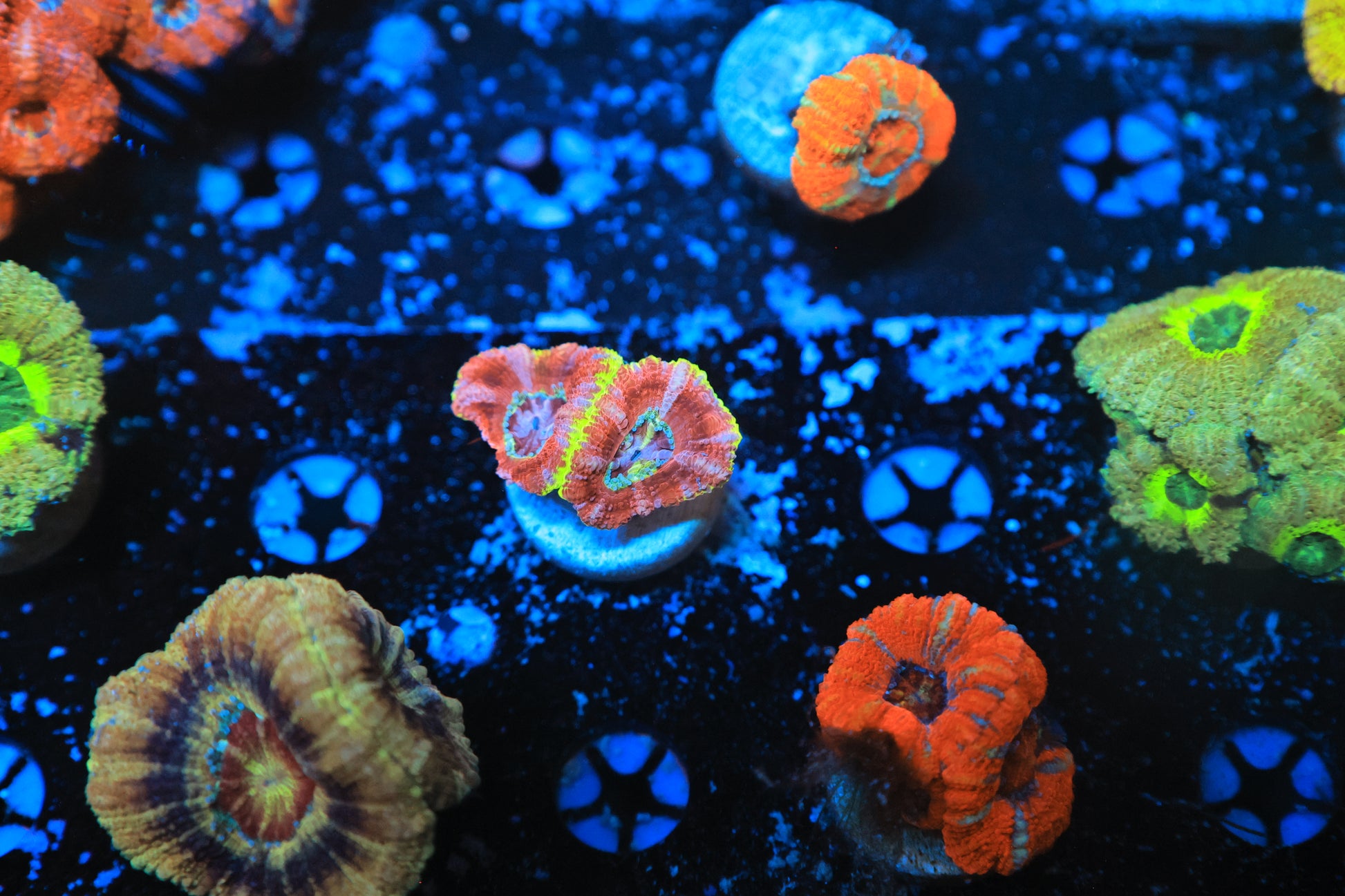 Asian acan-Ocean King Corals