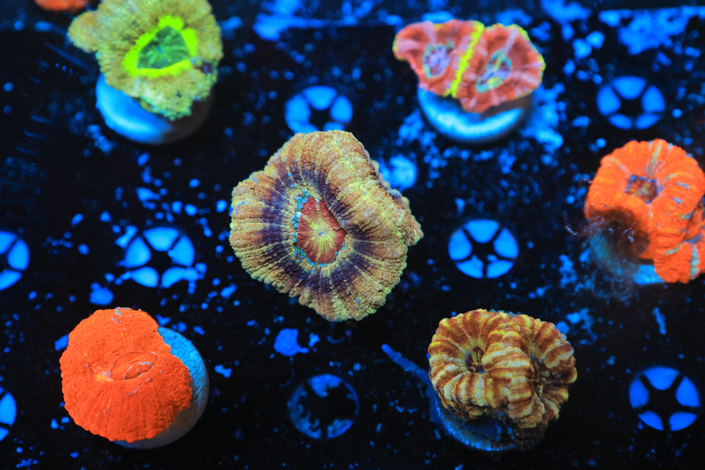 Asian acan-Ocean King Corals