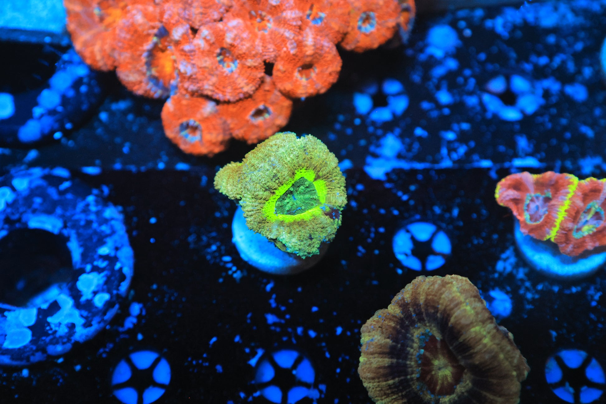 Asian acan-Ocean King Corals