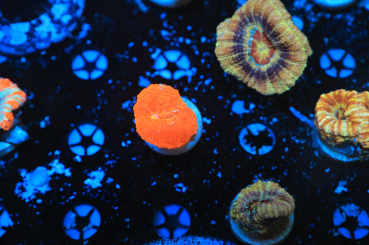 Asian acan-Ocean King Corals