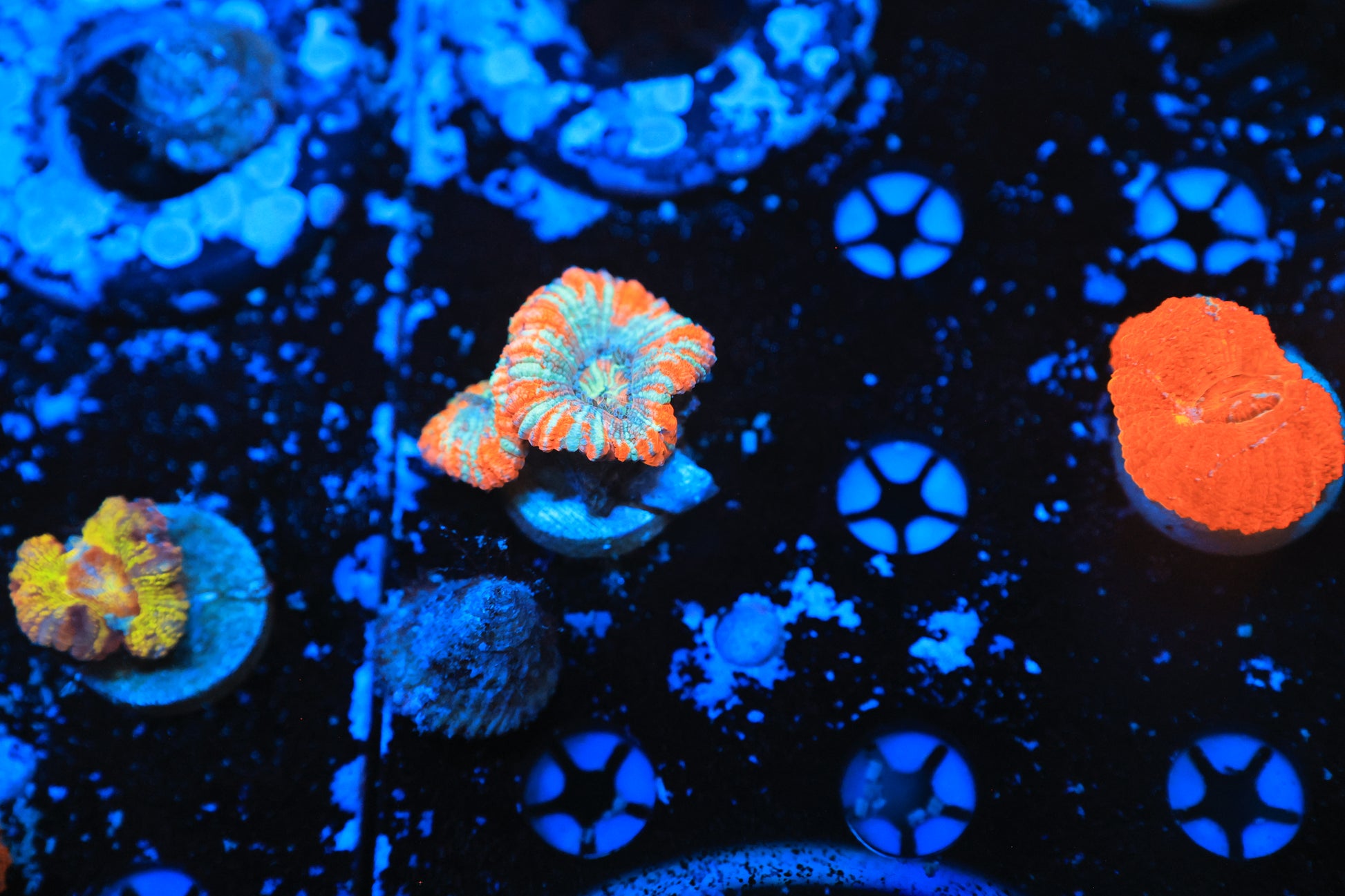 Asian acan-Ocean King Corals