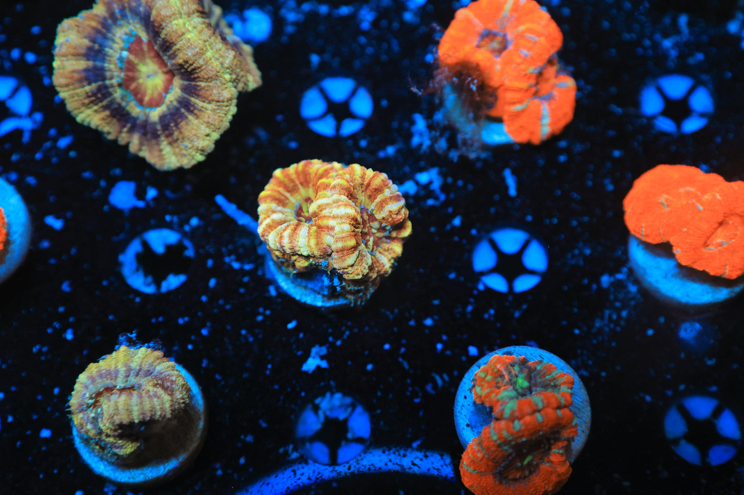 Asian acan-Ocean King Corals