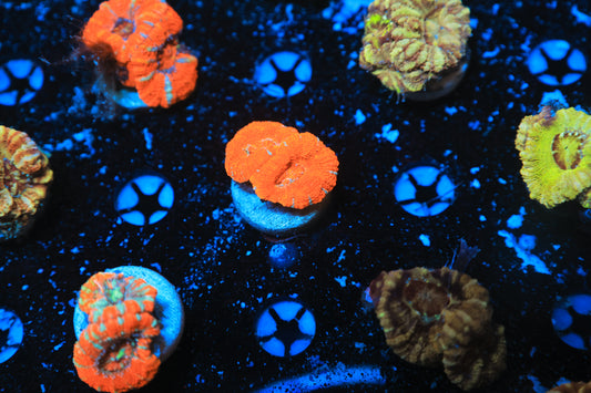 Asian acan-Ocean King Corals