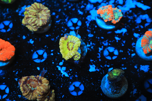 Asian acan-Ocean King Corals