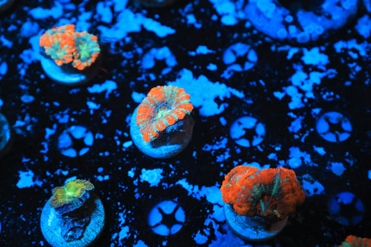 Asian acan-Ocean King Corals