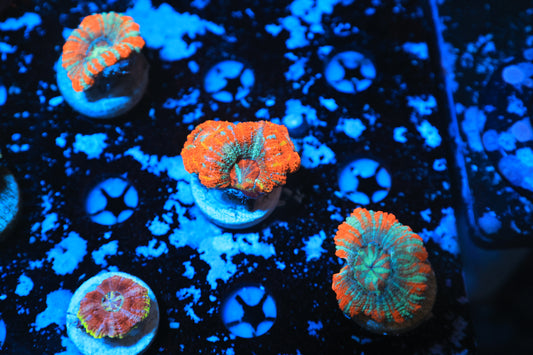 Asian acan-Ocean King Corals