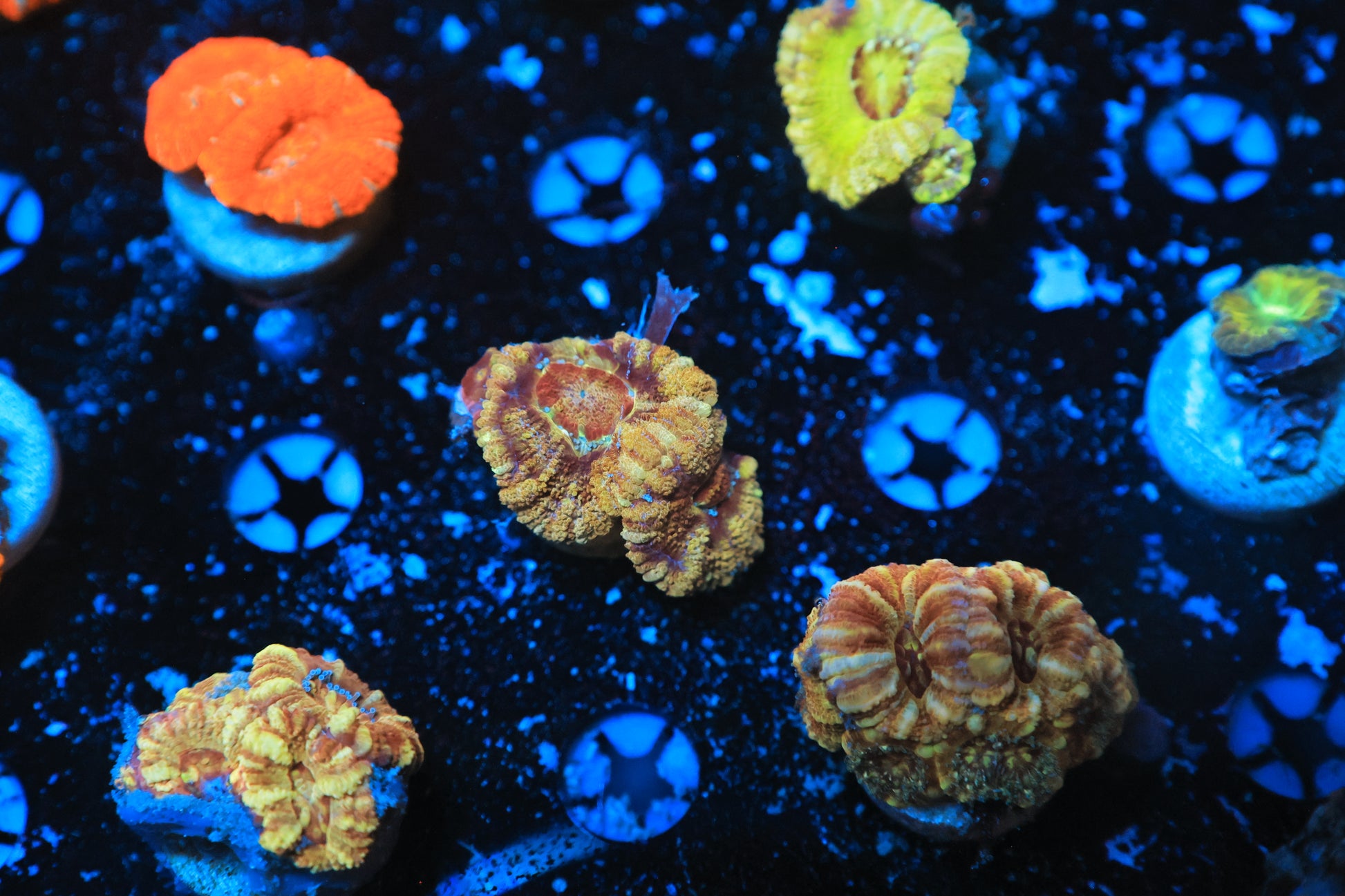 Asian Acan-Ocean King Corals