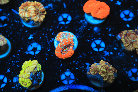 Asian Acan-Ocean King Corals