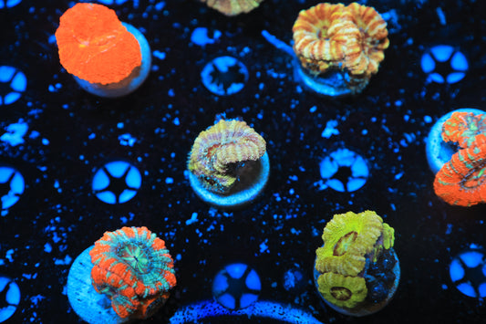 Asian Acan-Ocean King Corals