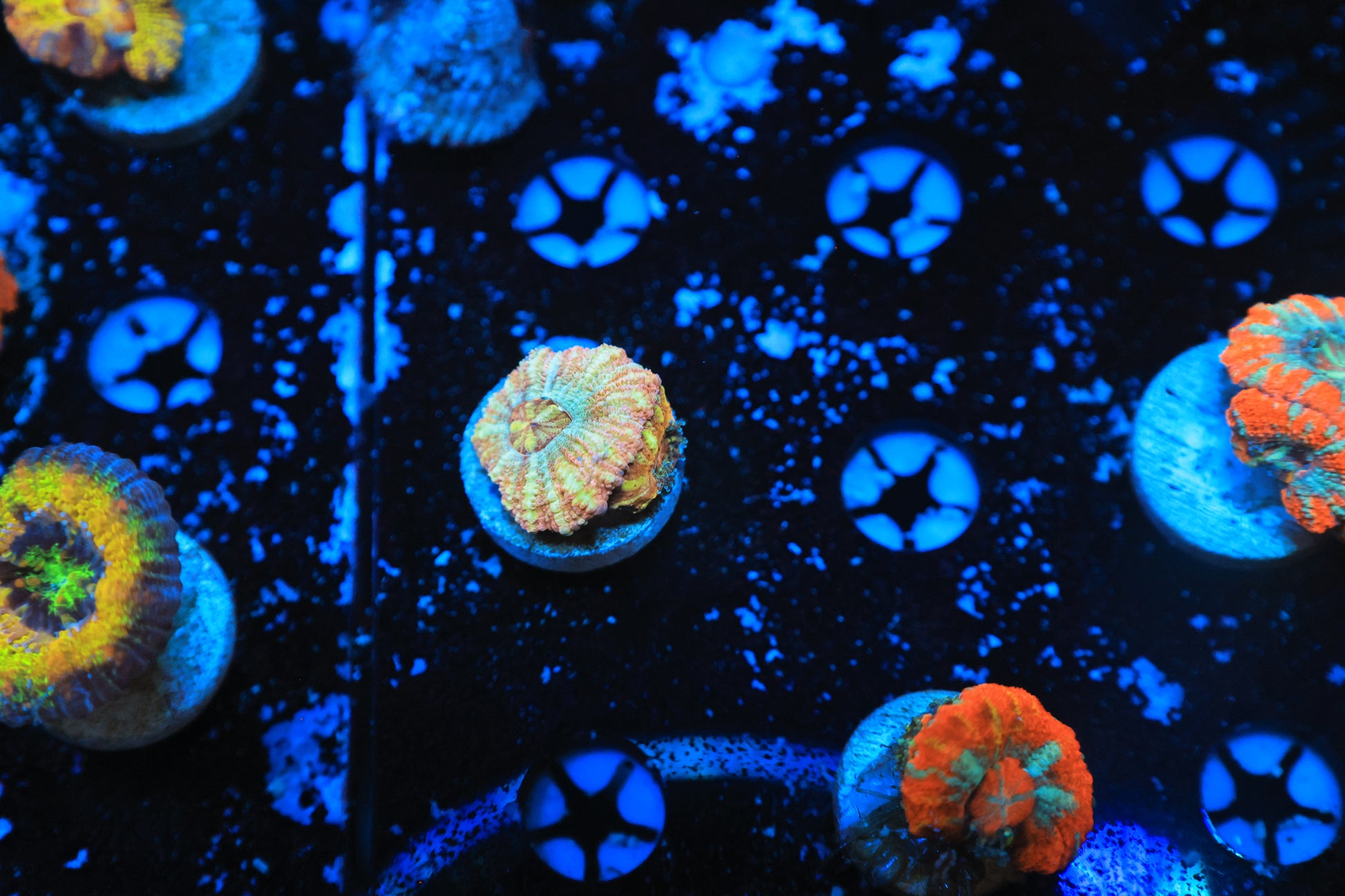 Asian Acan-Ocean King Corals