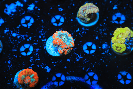 Asian Acan-Ocean King Corals