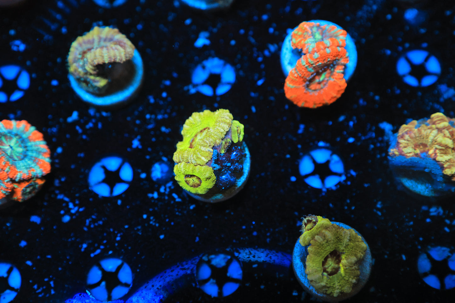 Asian Acan-Ocean King Corals