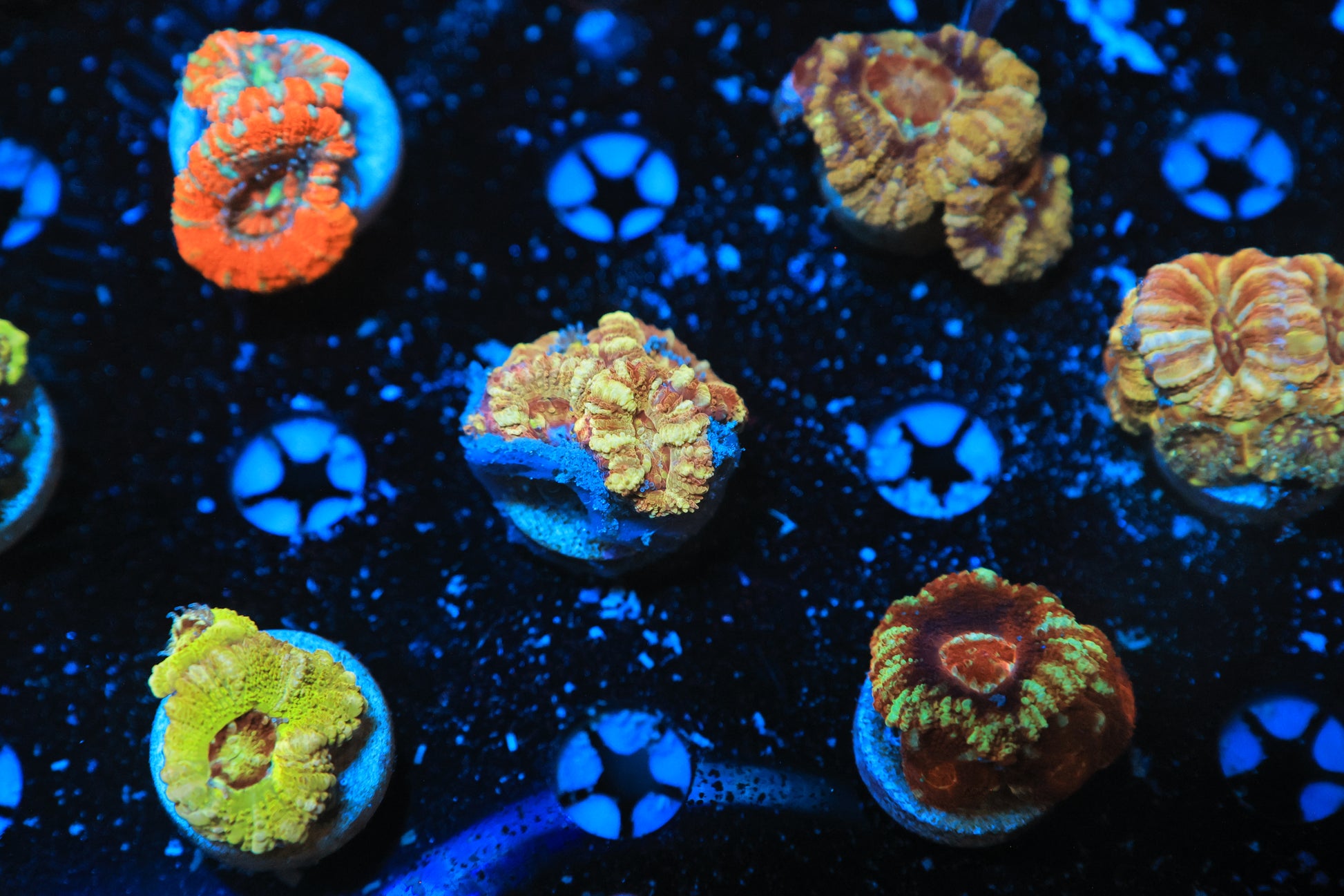 Asian Acan-Ocean King Corals