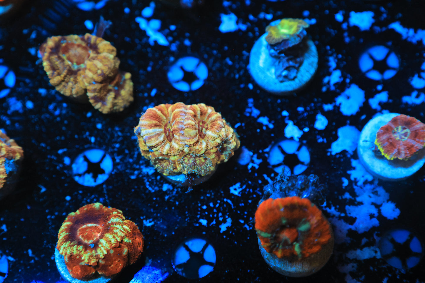 Asian Acan-Ocean King Corals
