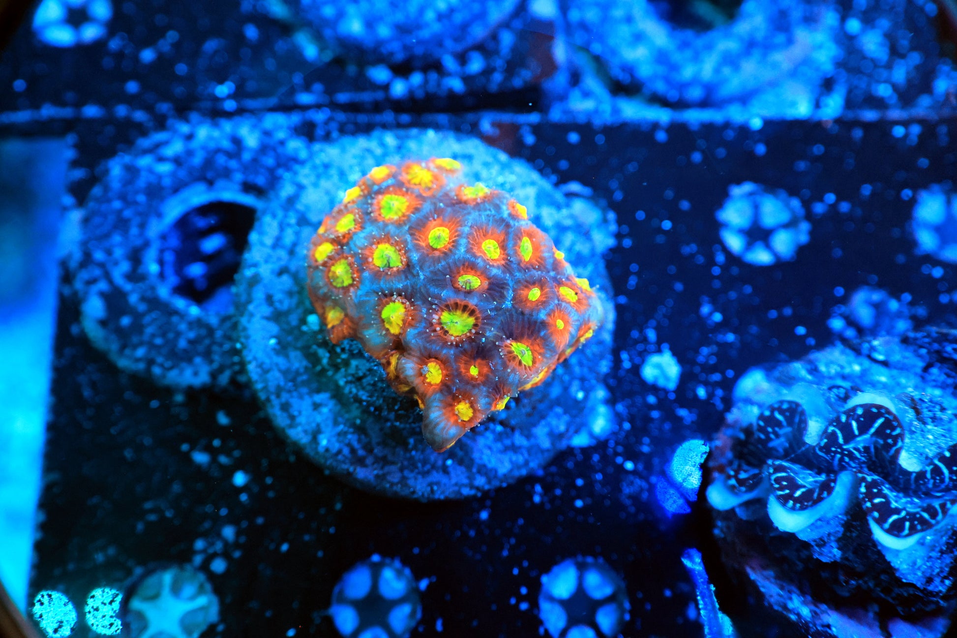 Favia colony-Ocean King Corals
