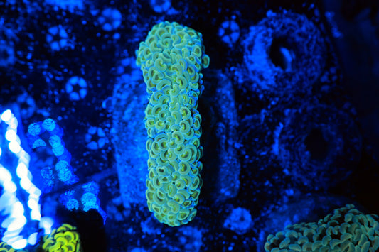 Rainbow Wall Hammer-Ocean King Corals