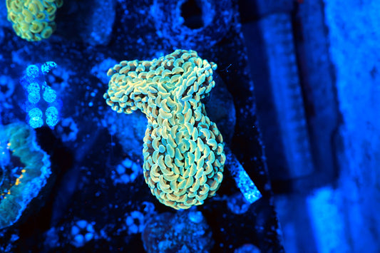 Rainbow Wall Hammer-Ocean King Corals