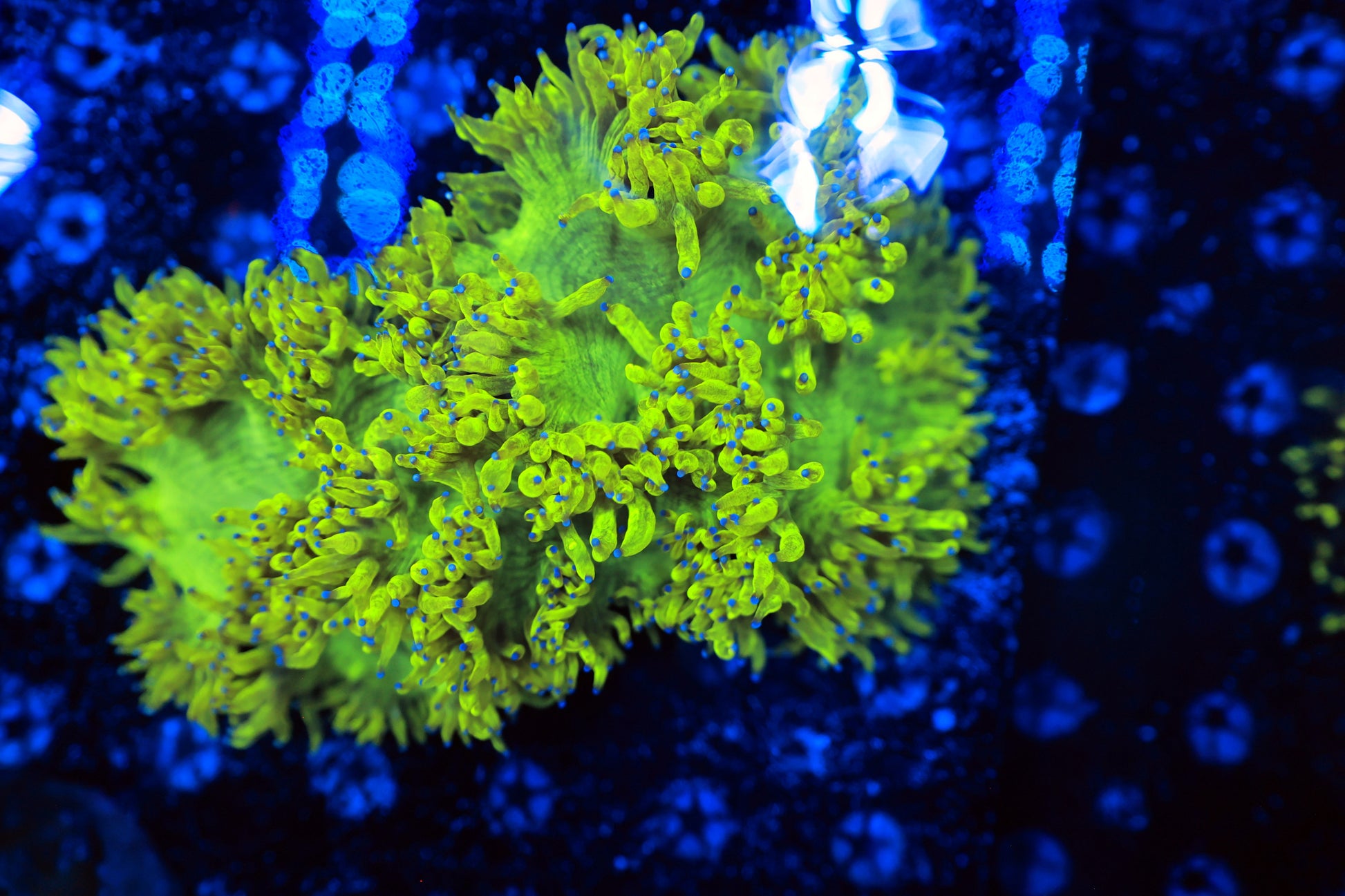 Malaysian Lemon Drop elegance XXL-Ocean King Corals