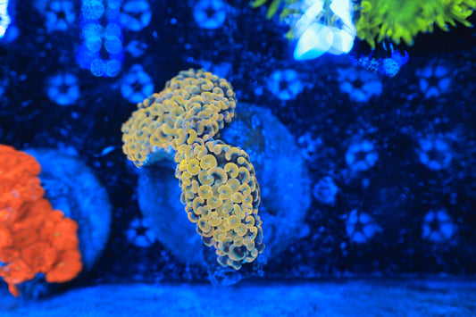 Rainbow Wall Hammer-Ocean King Corals