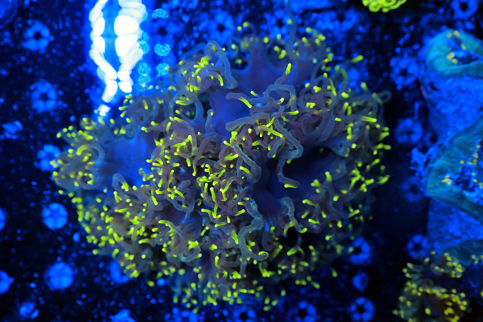 Malaysian Yellow Tip elegance-Ocean King Corals