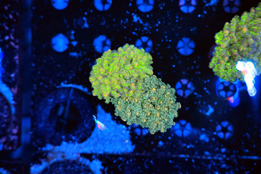 Malaysian Graft Octospawn-Ocean King Corals