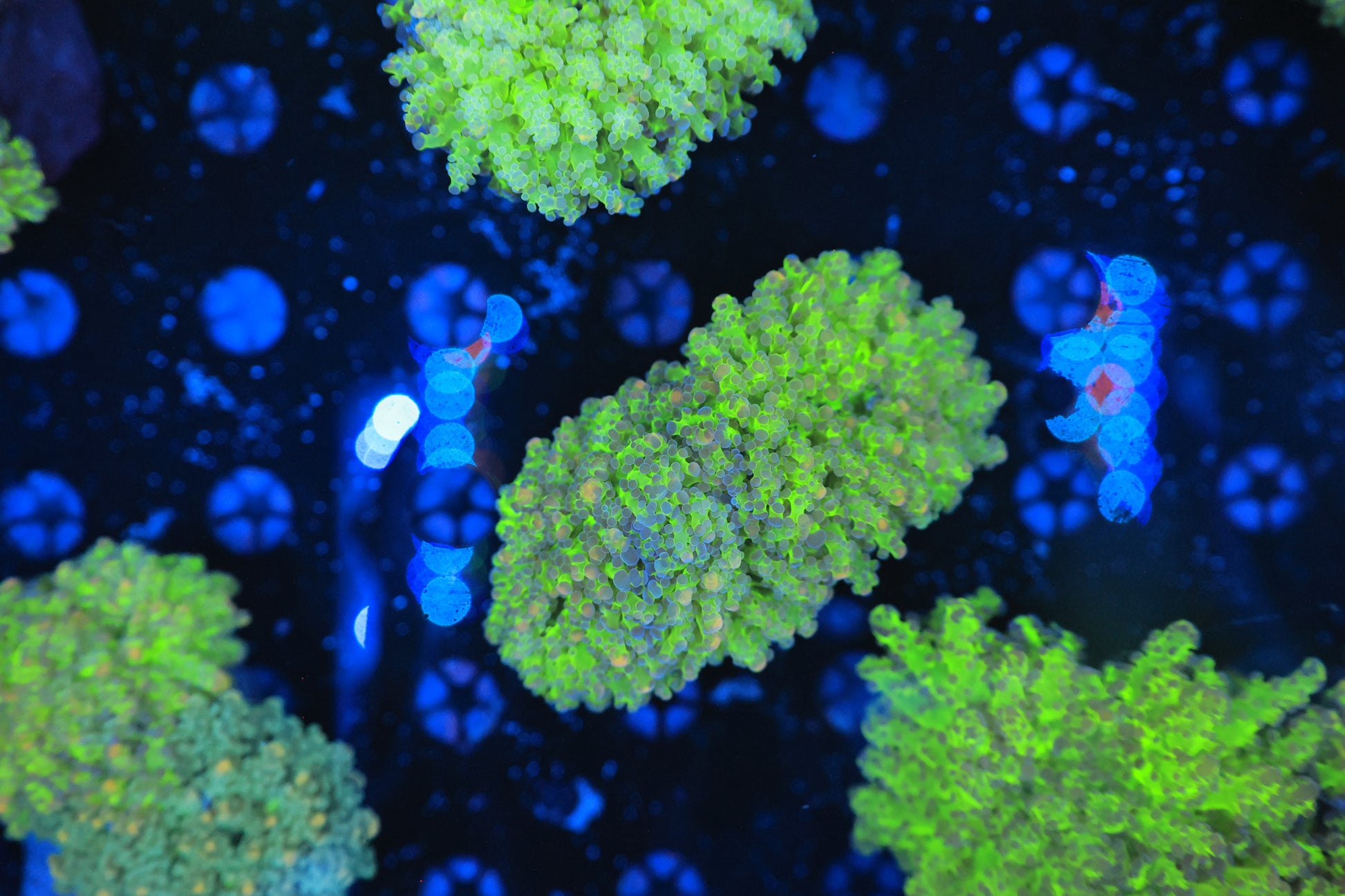 Euphyllia Mix Frag-Ocean King Corals