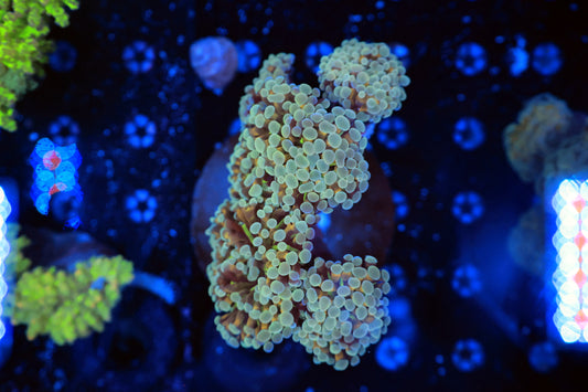 Indo SP hammer colony (Not wyswyg per Head)-Ocean King Corals