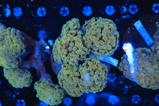 Indo SP Hammer (Not WYSIWYG per head)-Ocean King Corals