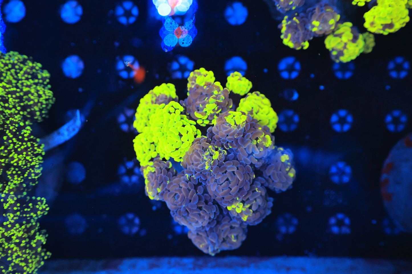 Indo SP yellow graft colony around 17 heads-Ocean King Corals
