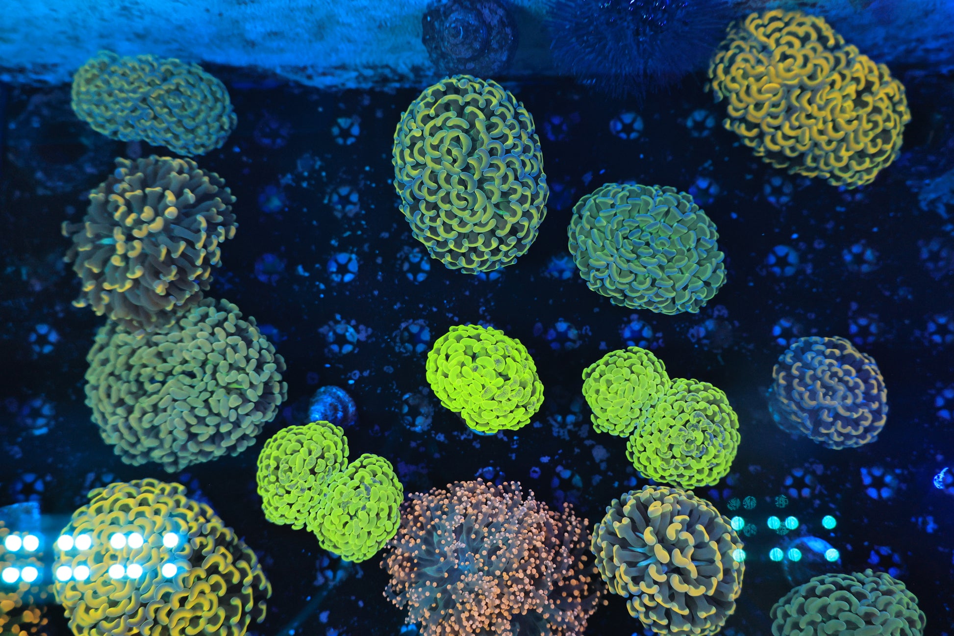 Euphyllia Mix Frag-Ocean King Corals