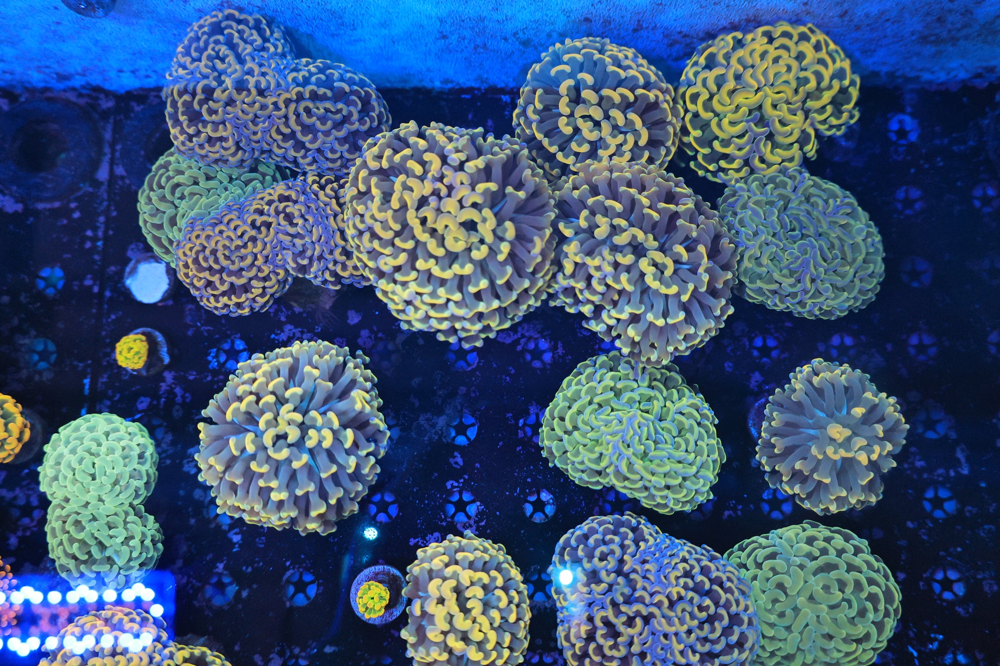 Euphyllia Mix Frag-Ocean King Corals