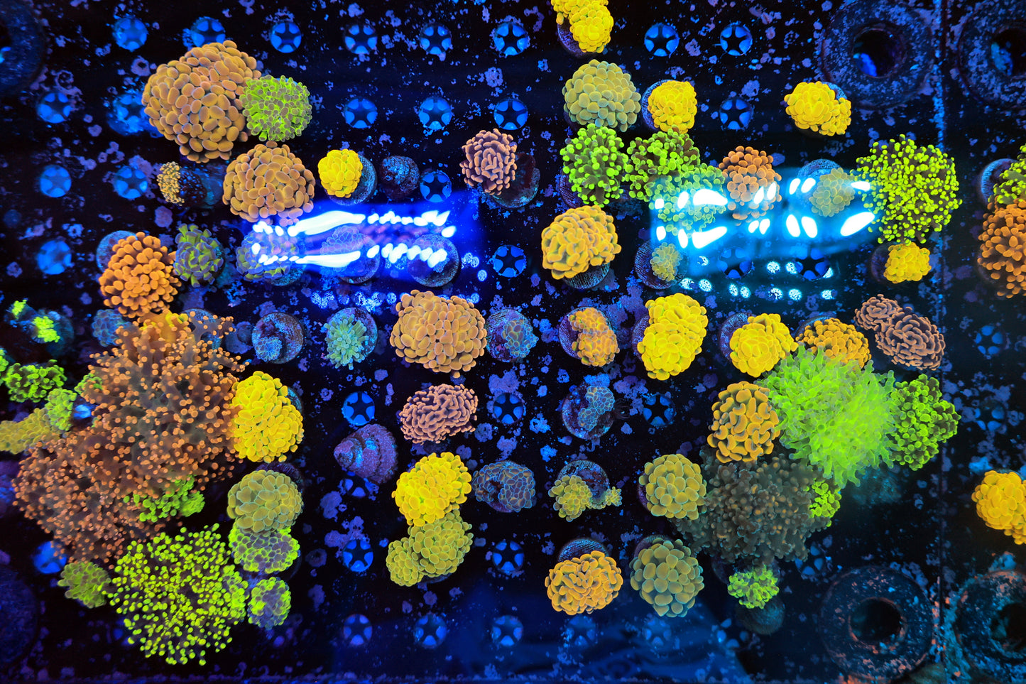 Euphyllia Mix Frag-Ocean King Corals