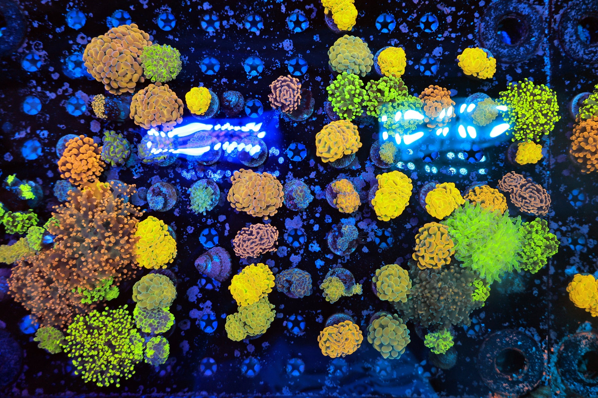 Euphyllia Mix Frag-Ocean King Corals