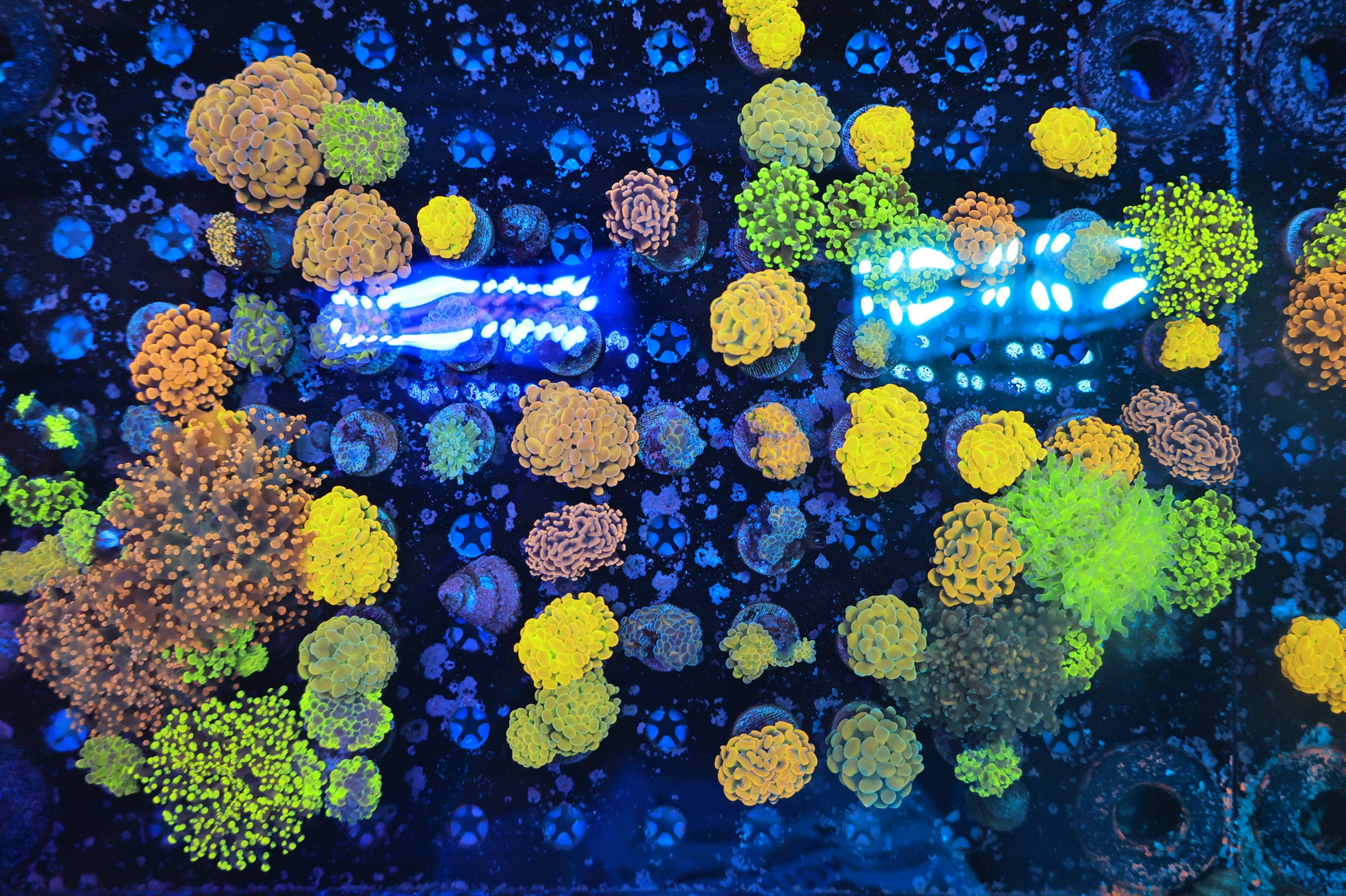 Euphyllia Mix Frag-Ocean King Corals