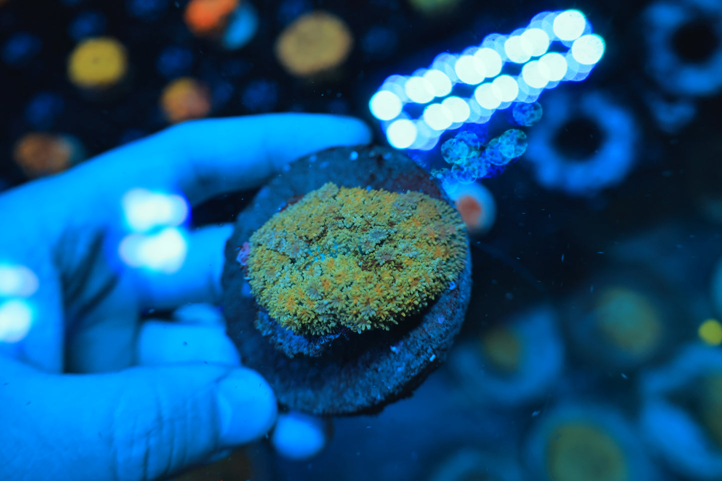 Carpet Shroom-Ocean King Corals