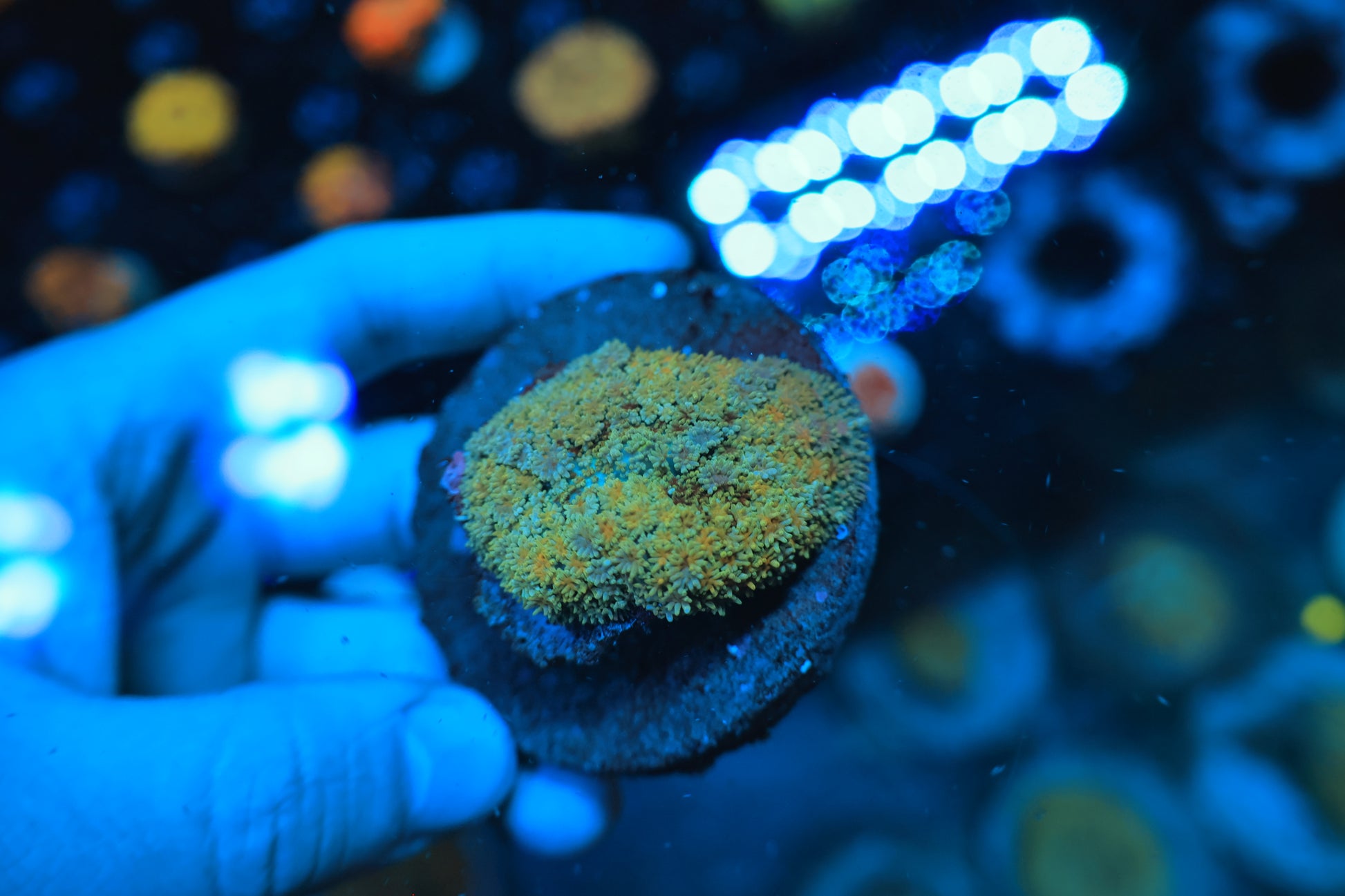Carpet Shroom-Ocean King Corals