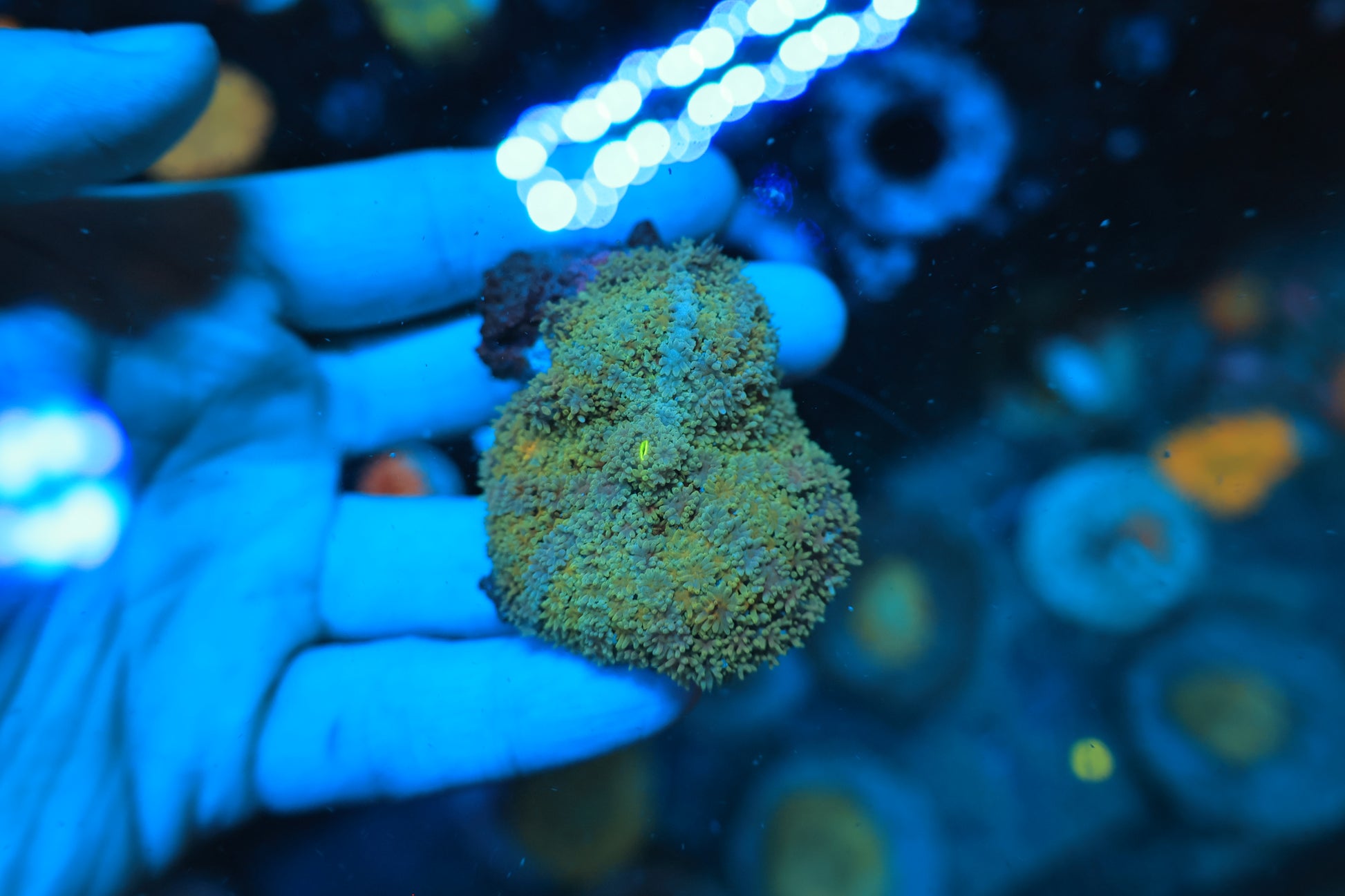 Carpet Shroom-Ocean King Corals