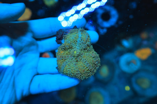 Carpet Shroom-Ocean King Corals