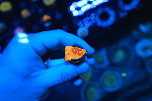 Rainbow Chalice frag-Ocean King Corals