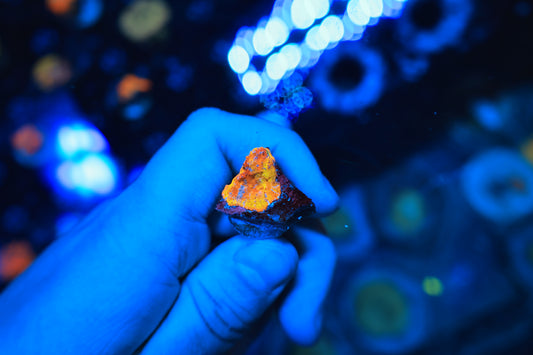 Rainbow Chalice frag-Ocean King Corals