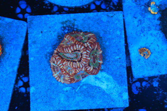 Asian Acan Colony-Ocean King Corals