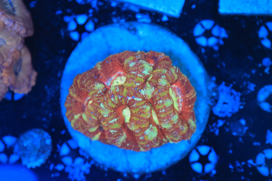 Asian Acan Colony-Ocean King Corals