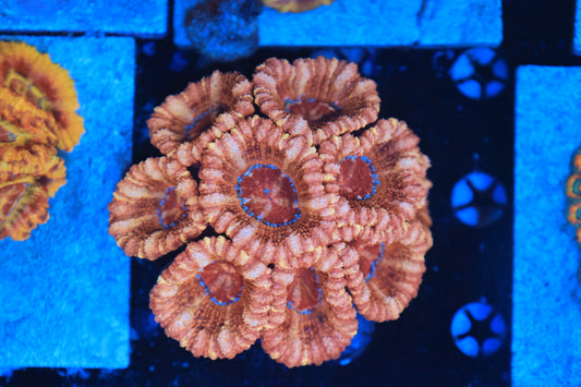Asian Acan Colony-Ocean King Corals