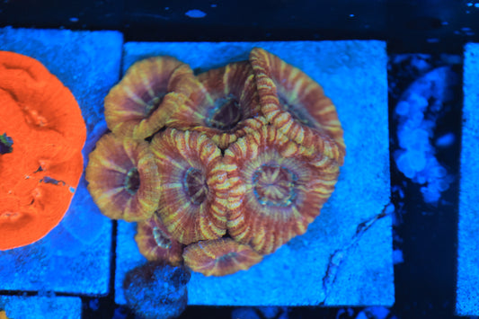 Asian Acan Colony-Ocean King Corals