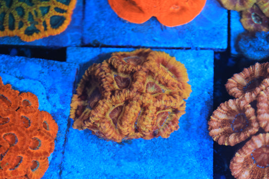 Asian Acan Colony-Ocean King Corals