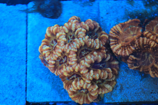 Asian Acan Colony-Ocean King Corals