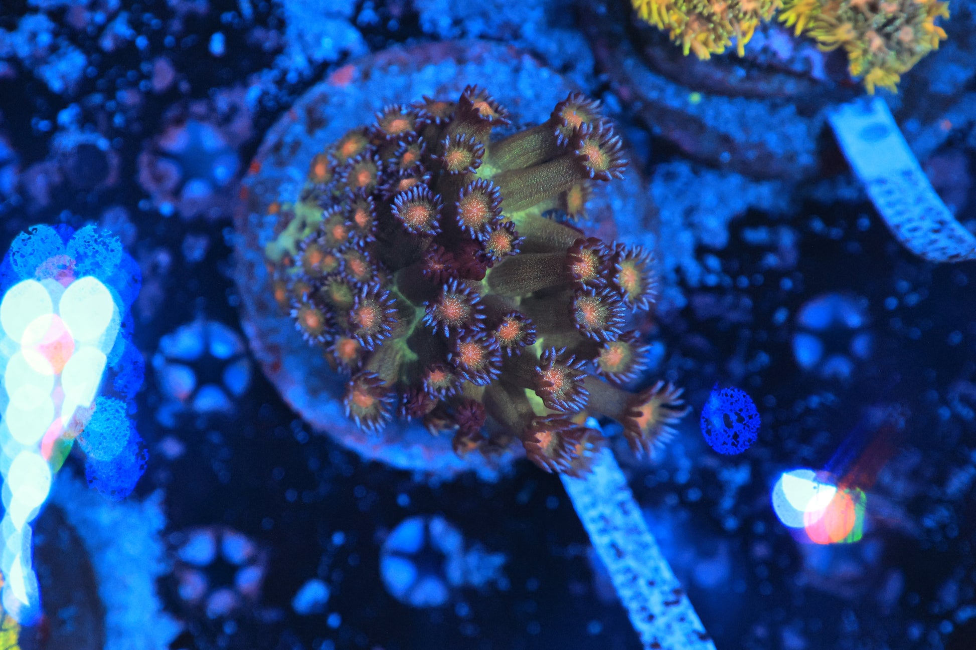 Red mouth glitter colony-Ocean King Corals