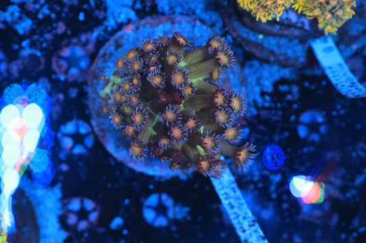 Red mouth glitter colony-Ocean King Corals
