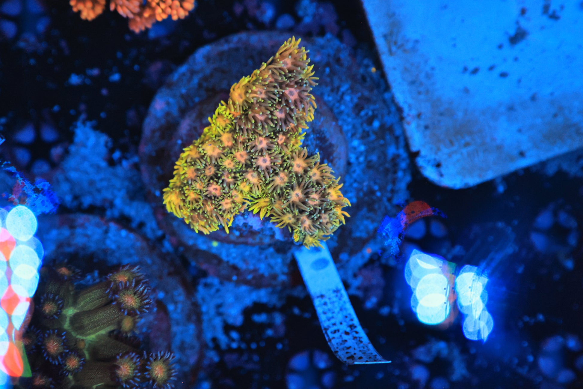 Rainbow Goni L size-Ocean King Corals