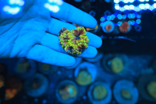 Asian Acan Colony-Ocean King Corals
